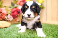 Jett, a male Miniature Bernedoodle for sale in Arthur, IL – 1 of 10