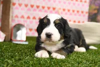 Carson, a male Miniature Bernedoodle for sale in Arthur, IL – Photo 5 of 7