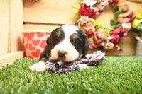 Carson, a male Miniature Bernedoodle for sale in Arthur, IL – Photo 4 of 7