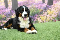 Carson, a male Miniature Bernedoodle for sale in Arthur, IL – Photo 6 of 7