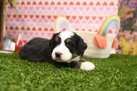Carson, a male Miniature Bernedoodle for sale in Arthur, IL – Photo 2 of 7