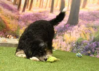 Porter, a male Miniature Bernedoodle for sale in Arthur, IL – 2 of 6