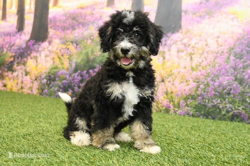 Porter – Miniature Bernedoodle puppy for sale in Arthur, IL
