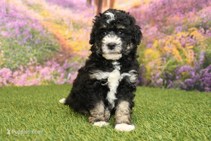Porter – Miniature Bernedoodle puppy for sale in Arthur, IL