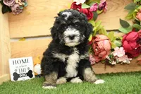 Porter, a male Miniature Bernedoodle for sale in Arthur, IL – 2 of 6