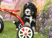 Porter, a male Miniature Bernedoodle for sale in Arthur, IL – 4 of 6