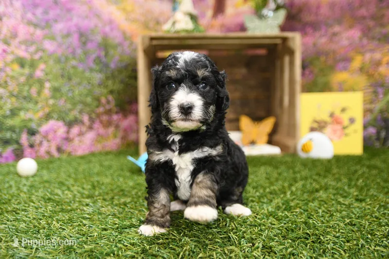 Porter – Miniature Bernedoodle puppy for sale in Arthur, IL