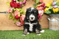 Porter, a male Miniature Bernedoodle for sale in Arthur, IL – Photo 3 of 6