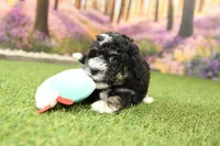 Porter, a male Miniature Bernedoodle for sale in Arthur, IL – 3 of 6