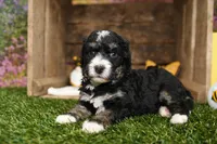 Porter, a male Miniature Bernedoodle for sale in Arthur, IL – Photo 4 of 6