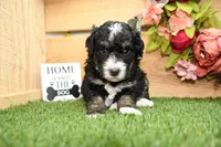Porter, a male Miniature Bernedoodle for sale in Arthur, IL – Photo 2 of 6