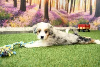 Kaya, a female Miniature Bernedoodle for sale in Arthur, IL – 7 of 7