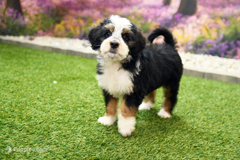 Kaley – Miniature Bernedoodle puppy for sale in Arthur, IL
