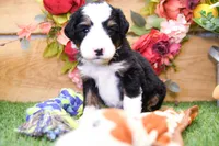 Jimmy, a male Miniature Bernedoodle for sale in Arthur, IL – 2 of 6