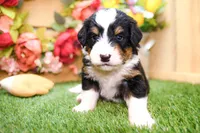 Jett, a male Miniature Bernedoodle for sale in Arthur, IL – 7 of 10