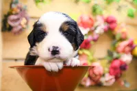 Jack, a male Miniature Bernedoodle for sale in Arthur, IL – 2 of 9