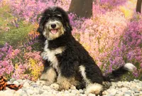 Porter, a male Miniature Bernedoodle for sale in Arthur, IL – 3 of 6