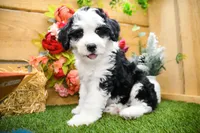 Cora, a female Miniature Bernedoodle for sale in Arthur, IL – 5 of 9