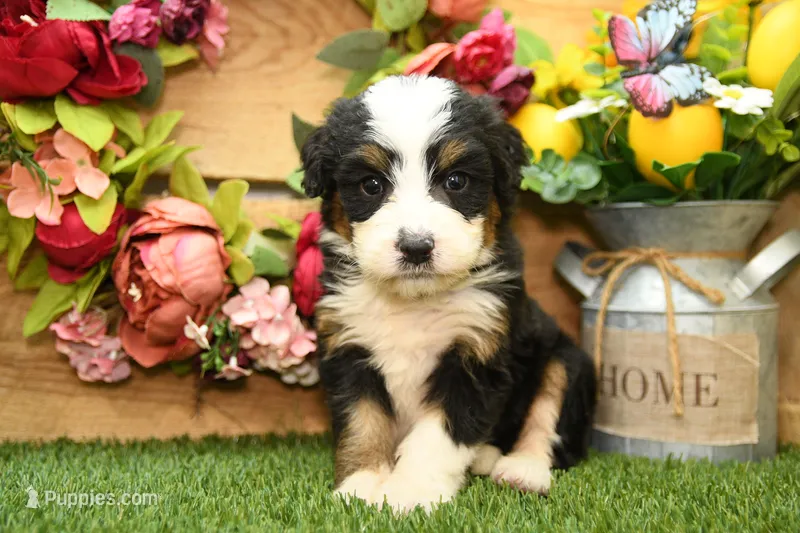 Khloe – Miniature Bernedoodle puppy for sale in Arthur, IL