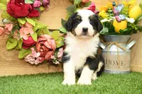 Henry, a male Miniature Bernedoodle for sale in Arthur, IL – 3 of 8