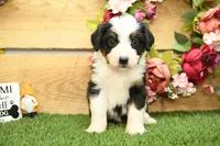 Henry, a male Miniature Bernedoodle for sale in Arthur, IL – 5 of 8