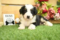 Henry, a male Miniature Bernedoodle for sale in Arthur, IL – 4 of 8