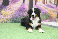 Henry, a male Miniature Bernedoodle for sale in Arthur, IL – 7 of 8