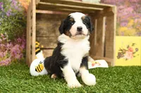 Henry, a male Miniature Bernedoodle for sale in Arthur, IL – 6 of 8