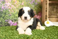 Henry, a male Miniature Bernedoodle for sale in Arthur, IL – 2 of 8