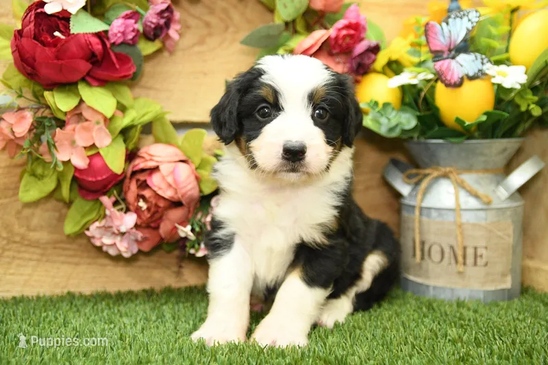 Henry – Miniature Bernedoodle puppy for sale in Arthur, IL