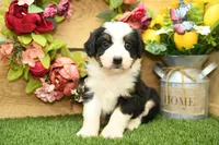 Henry, a male Miniature Bernedoodle for sale in Arthur, IL – 1 of 8