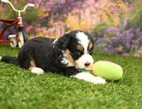 Millie, a female Miniature Bernedoodle for sale in Arthur, IL – Photo 2 of 7