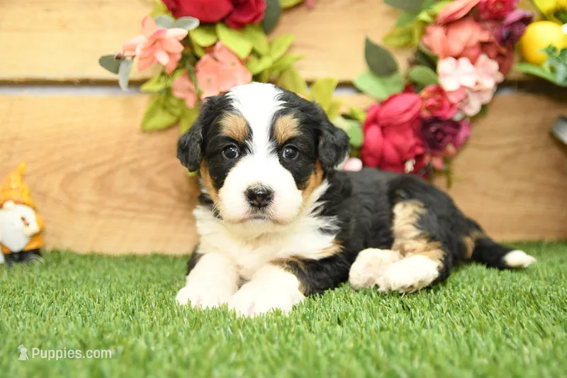 Millie – Miniature Bernedoodle puppy for sale in Arthur, IL