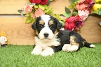 Millie, a female Miniature Bernedoodle for sale in Arthur, IL – Photo 1 of 7