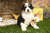 Millie, a female Miniature Bernedoodle for sale in Arthur, IL – Photo 3 of 7