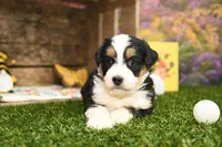 Millie, a female Miniature Bernedoodle for sale in Arthur, IL – Photo 4 of 7