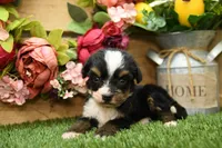 Hope, a female Miniature Bernedoodle for sale in Arthur, IL – 1 of 8