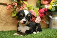 Hope, a female Miniature Bernedoodle for sale in Arthur, IL – 3 of 8