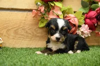 Hope, a female Miniature Bernedoodle for sale in Arthur, IL – 4 of 8