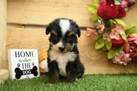 Hope, a female Miniature Bernedoodle for sale in Arthur, IL – 5 of 8