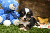 Hope, a female Miniature Bernedoodle for sale in Arthur, IL – 2 of 8