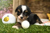 Hope, a female Miniature Bernedoodle for sale in Arthur, IL – 6 of 8