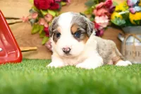 Cyrus, a male Miniature Bernedoodle for sale in Arthur, IL – 4 of 10