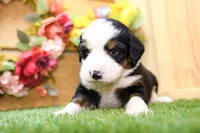 Jack, a male Miniature Bernedoodle for sale in Arthur, IL – 3 of 9