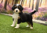 Harper, a female Miniature Bernedoodle for sale in Arthur, IL – 5 of 7