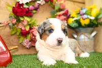 Cyrus, a male Miniature Bernedoodle for sale in Arthur, IL – 6 of 10