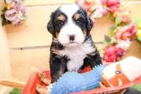 Jasper, a male Miniature Bernedoodle for sale in Arthur, IL – 2 of 7