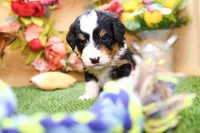 Jett, a male Miniature Bernedoodle for sale in Arthur, IL – 4 of 10
