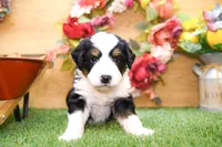 Jonah, a male Miniature Bernedoodle for sale in Arthur, IL – 3 of 6