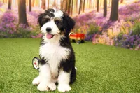 Katie, a female Miniature Bernedoodle for sale in Arthur, IL – 3 of 10